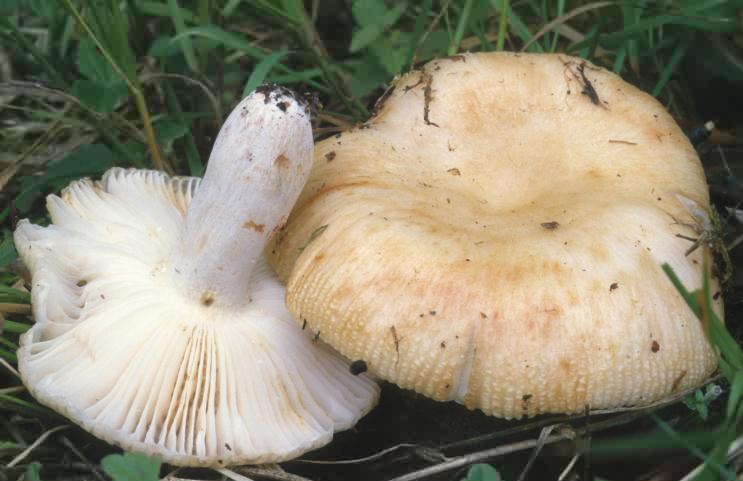 Russula pectinatoides (gołąbek przykry)