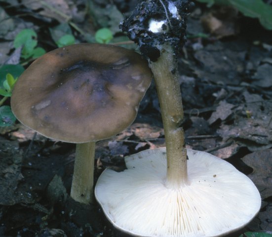 Melanoleuca stridula (ciemnobiałka bulwiastotrzonowa)