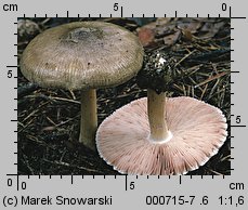 Volvariella volvacea (pochwiak wielkopochwowy)