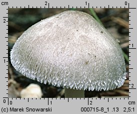 Volvariella volvacea (pochwiak wielkopochwowy)