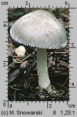 Volvariella volvacea (pochwiak wielkopochwowy)