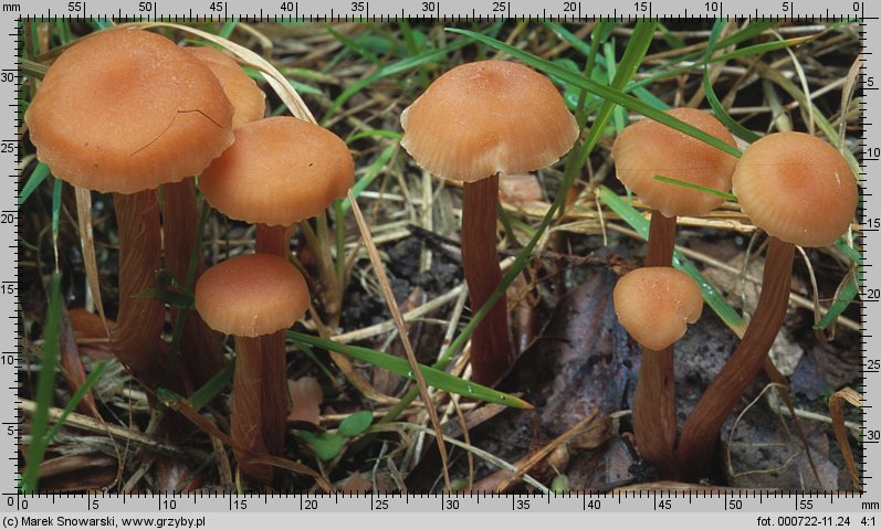 Laccaria laccata (lakówka pospolita)