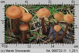 Laccaria laccata (lakówka pospolita)