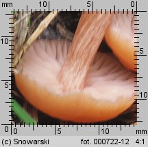 Laccaria laccata (lakówka pospolita)