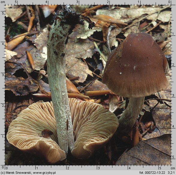Alnicola bohemica (olszóweczka czeska)