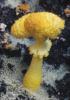 Leucocoprinus birnbaumii (czubnik cytrynowy)