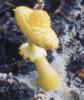 Leucocoprinus birnbaumii (czubnik cytrynowy)