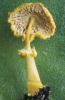 Leucocoprinus birnbaumii (czubnik cytrynowy)