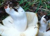 Russula pectinatoides (gołąbek przykry)