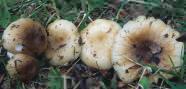 Russula pectinatoides (gołąbek przykry)