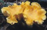 Cantharellus cibarius (pieprznik jadalny)