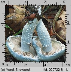 Stropharia caerulea (pierścieniak niebieskawy)