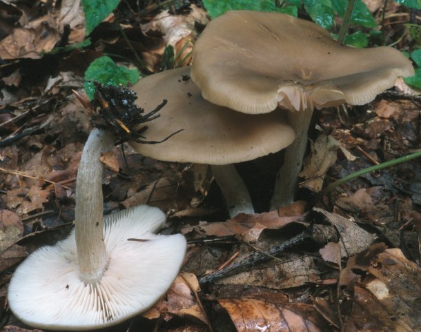 Entoloma rhodopolium (dzwonkówka szara)