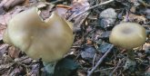 Entoloma rhodopolium (dzwonkówka szara)