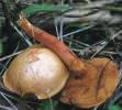 Chalciporus piperatus (maślaczek pieprzowy)