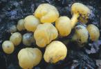 Leotia lubrica (patyczka lepka)