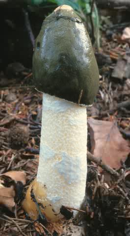 Phallus impudicus (sromotnik smrodliwy)