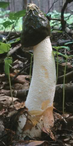 Phallus impudicus (sromotnik smrodliwy)