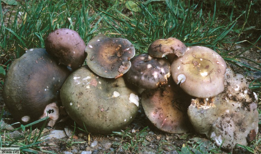 Russula cyanoxantha (gołąbek zielonawofioletowy)