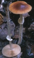 Unidentified-Cortinarius