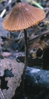 Unidentified-Cortinarius