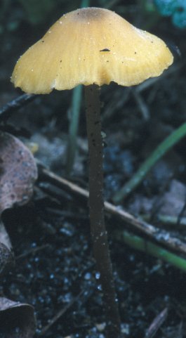 Entoloma pleopodium (dzwonkówka cytrynowa)