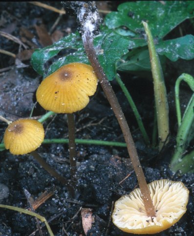 Entoloma pleopodium (dzwonkówka cytrynowa)