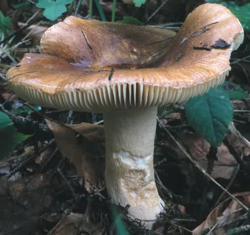 Russula mustelina (gołąbek kunowy)