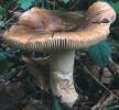 Russula mustelina (gołąbek kunowy)