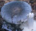 Unidentified-Russula