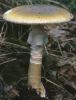 Amanita phalloides (muchomor zielonawy)