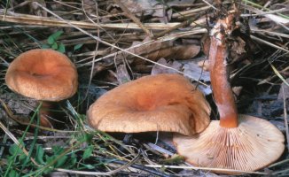 Unidentified-Lactarius