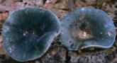 Unidentified-Russula