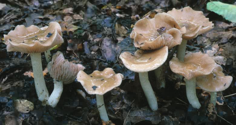 Entoloma lividoalbum (dzwonkówka białobeżowa)