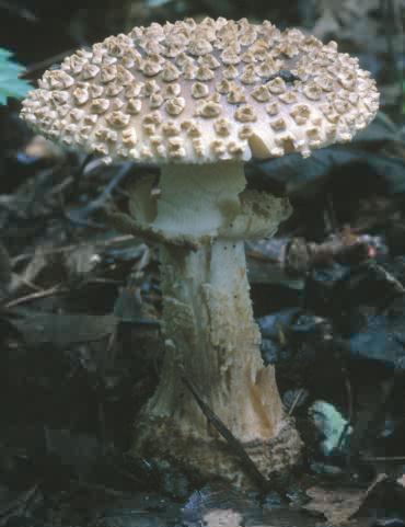 Amanita solitaria