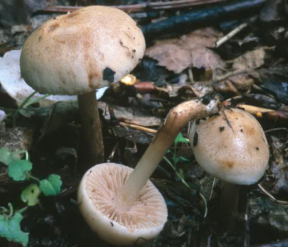 Hebeloma latifolium