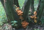 Gymnopilus junonius (łysak wspaniały)