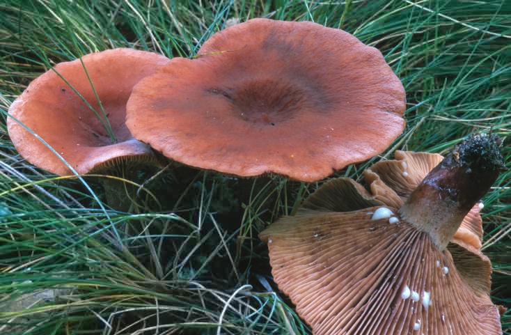 Lactarius camphoratus (mleczaj kamforowy)