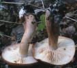 Tricholoma ustale (gąska bukowa)