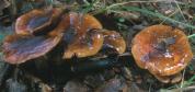 Tricholoma ustale (gąska bukowa)