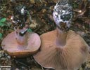 Thaxterogaster purpurascens (zasłonak purpurowiejący)