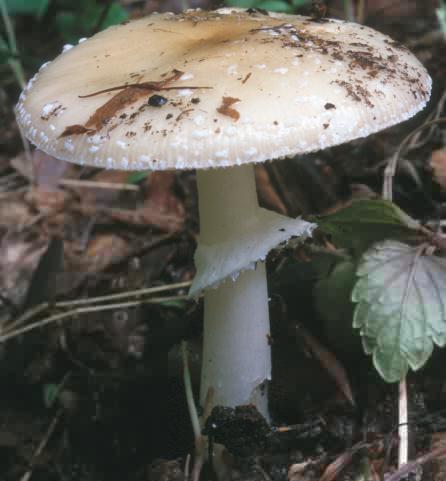 Amanita eliae (muchomor białożółtawy)