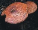 Cortinarius bolaris (zasłonak glinkowaty)