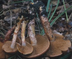 Cortinarius bolaris (zasłonak glinkowaty)