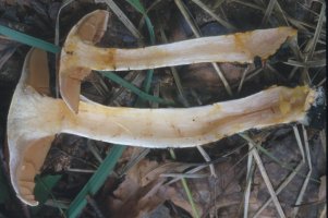 Cortinarius bolaris (zasłonak glinkowaty)