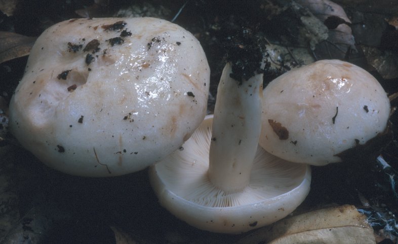 Lactarius pallidus (mleczaj bladawy)