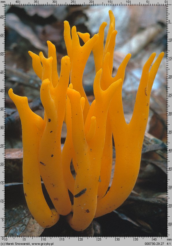 Calocera viscosa (pięknoróg największy)