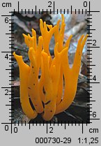 Calocera viscosa (pięknoróg największy)