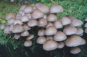 Unidentified-Mycena