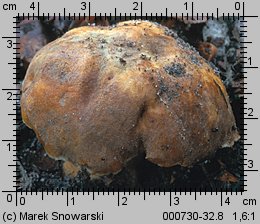 Gyroporus castaneus (piaskowiec kasztanowaty)